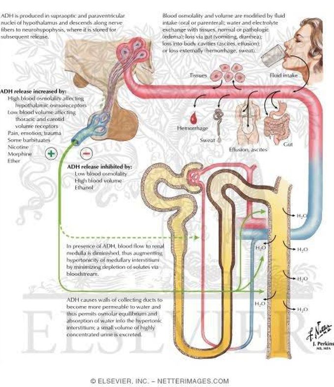 ADH hormone Effect