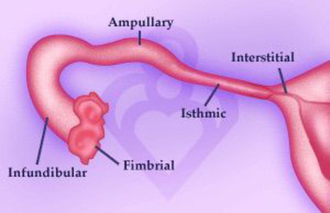 What Is Another Term For Fallopian Tube