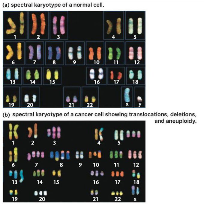 What is Spectral karyotype?