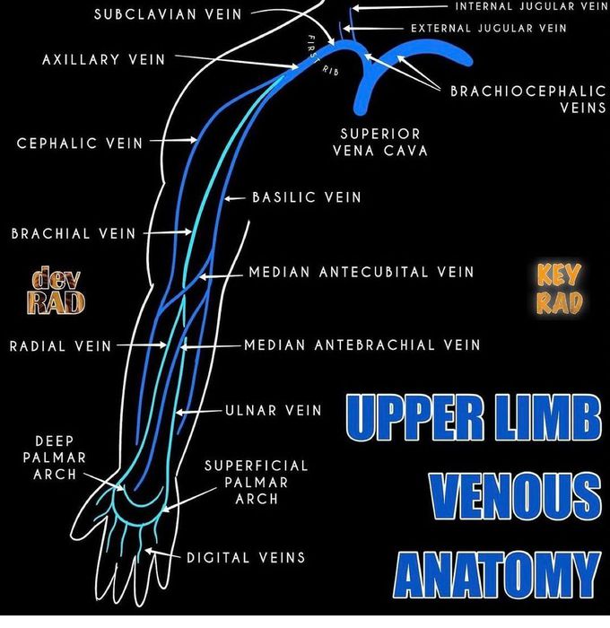 Upper Limb Venous Anatomy