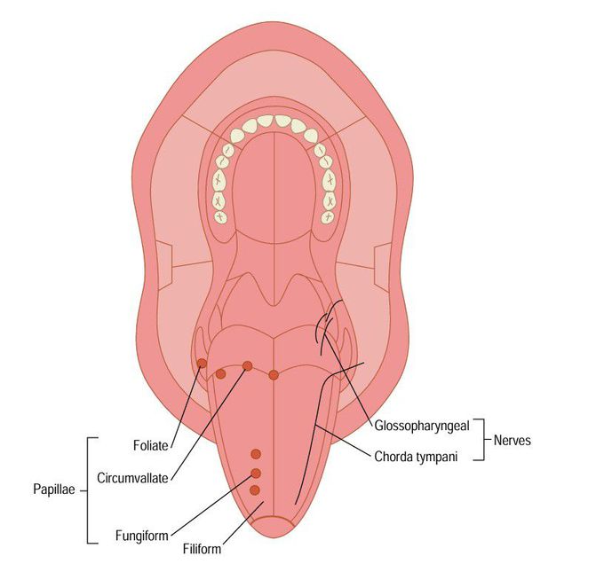 Taste buds and innervation