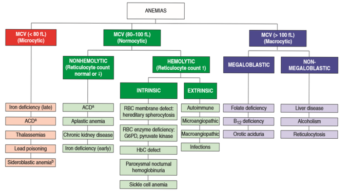 Classification of Anaemia