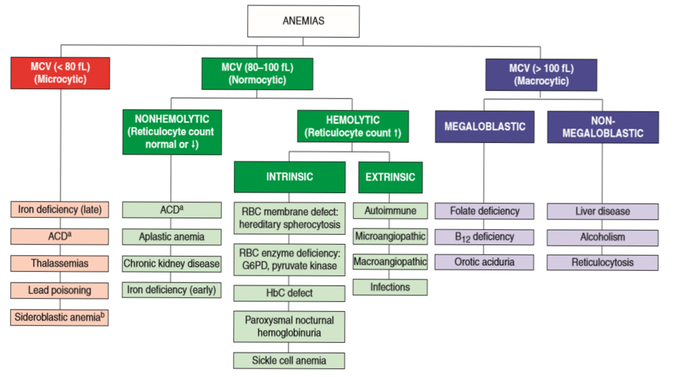 Classification Of Anaemia Medizzy