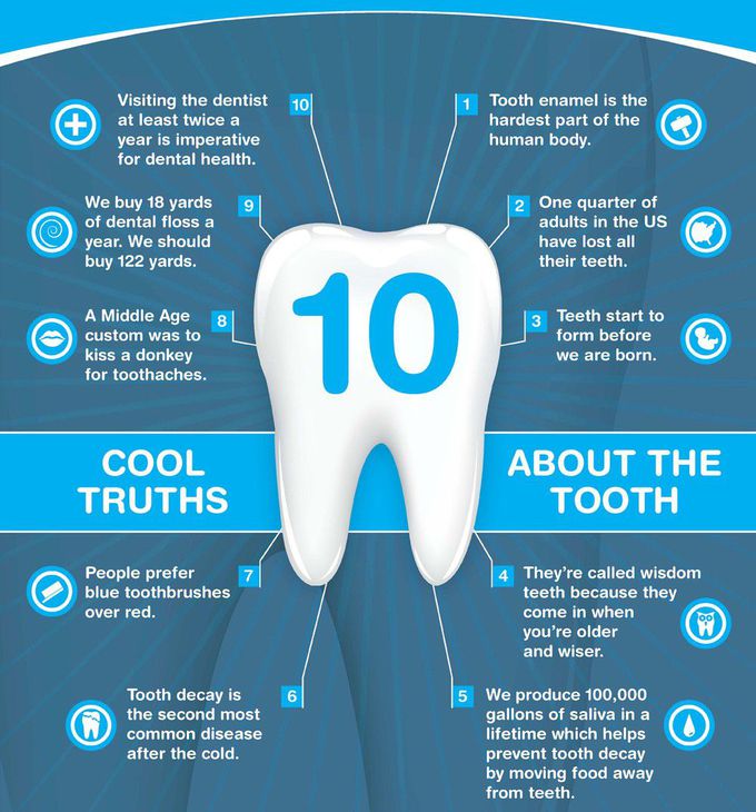 Fact about tooth