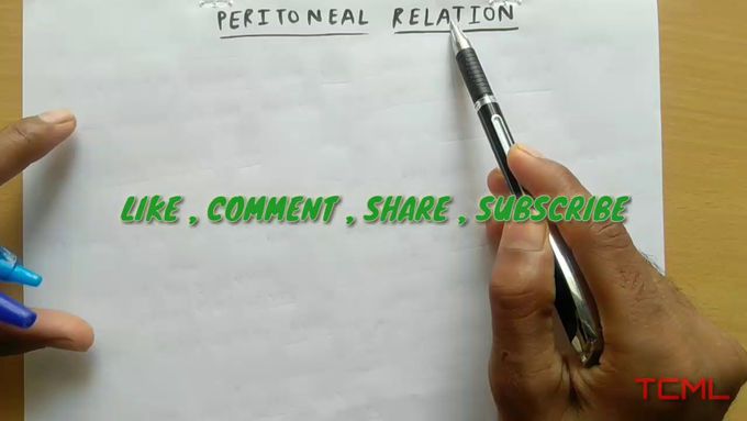 Spleen ( peritoneal relation )