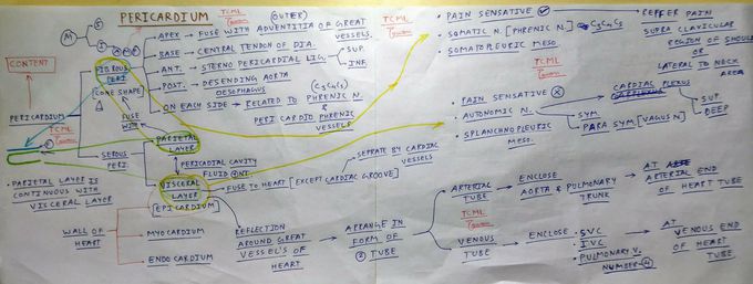 Pericardium ( CHART )