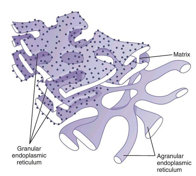 Endoplasmic reticulum