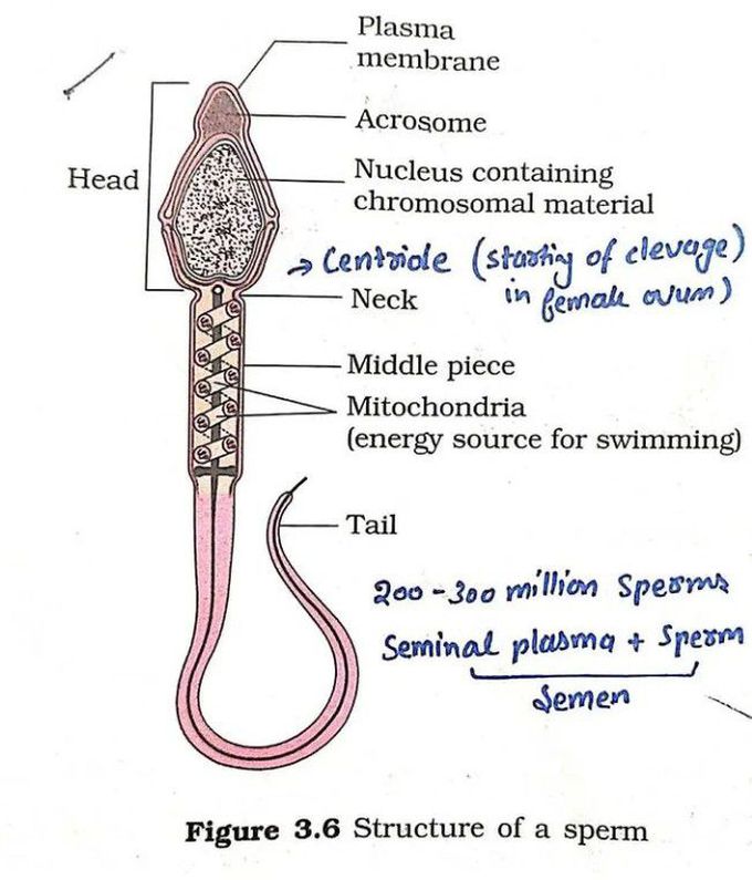 Structure of the Sperm