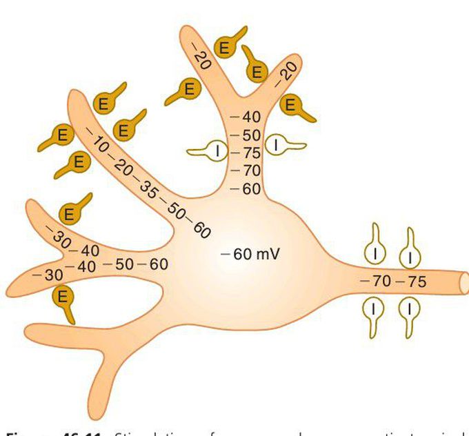 Stimulation of a neuron