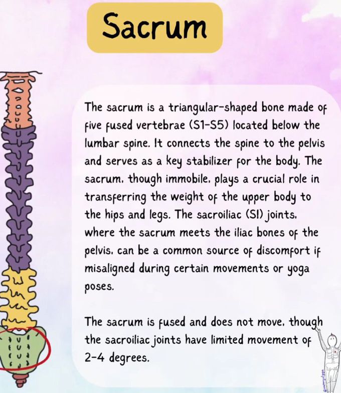 Parts of Spine V