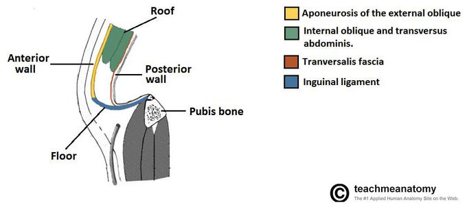 Boundaries of Inguinal Canal