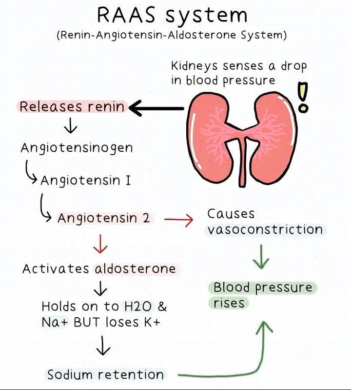 Flow Diagram Of The Renin-angiotensin-aldosterone System Sys