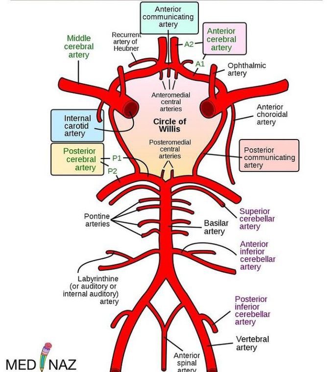 Circle of willis