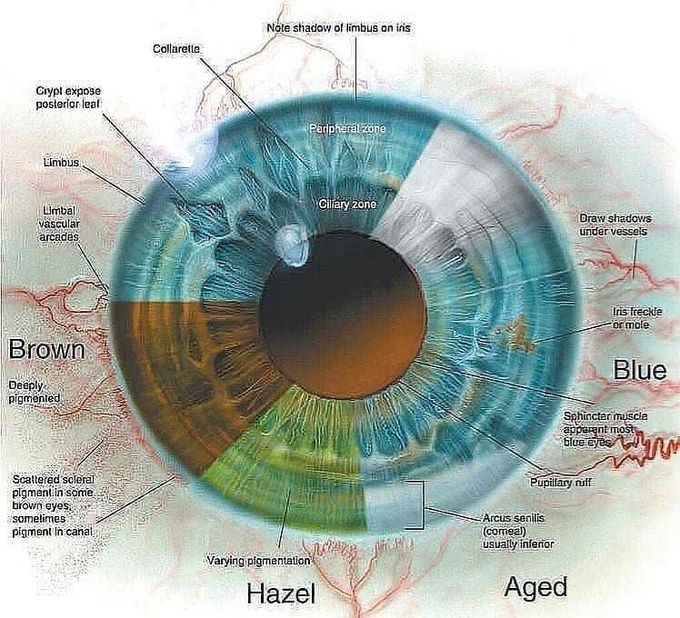 Types of Iris colors