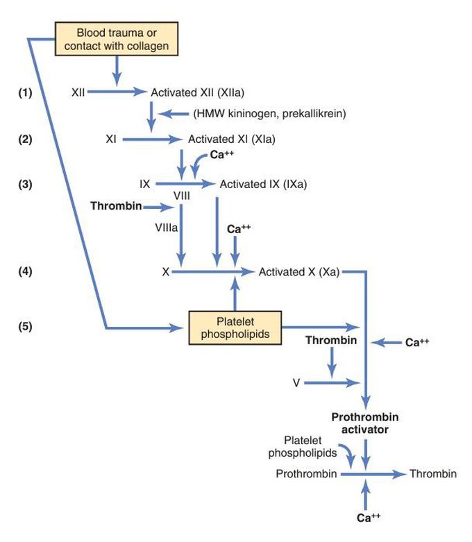 Intrinsic pathwat