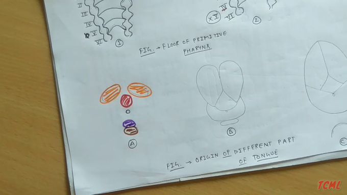 Tongue Development