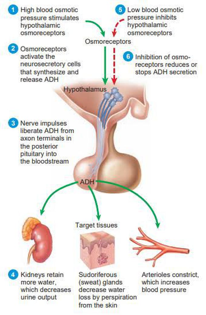 Regulations and functions of ADH