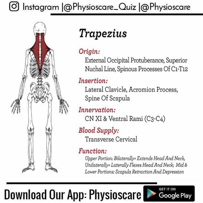 Trapezius