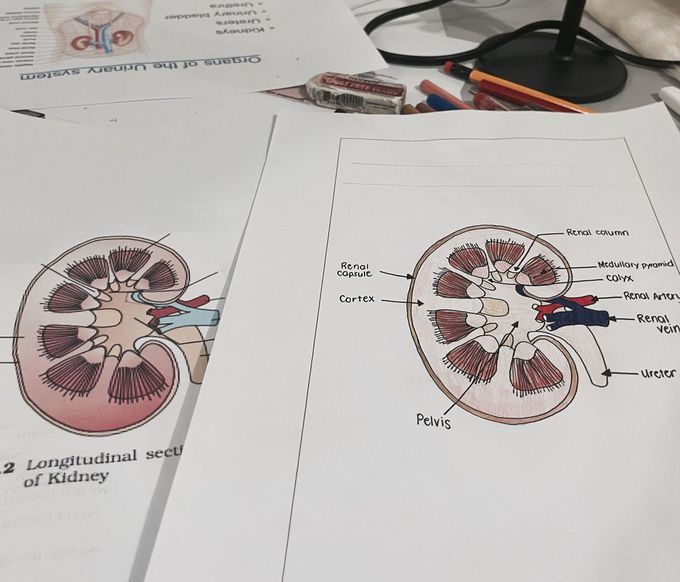 longitudinal section of the kidney