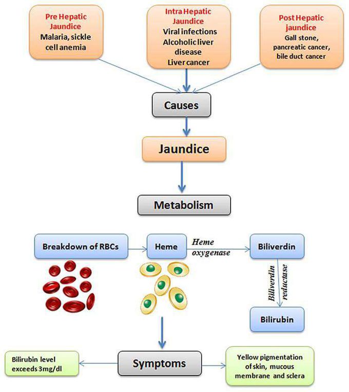 Physiology of Jaundice