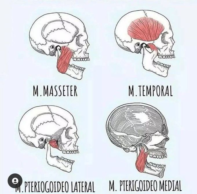 Facial muscles