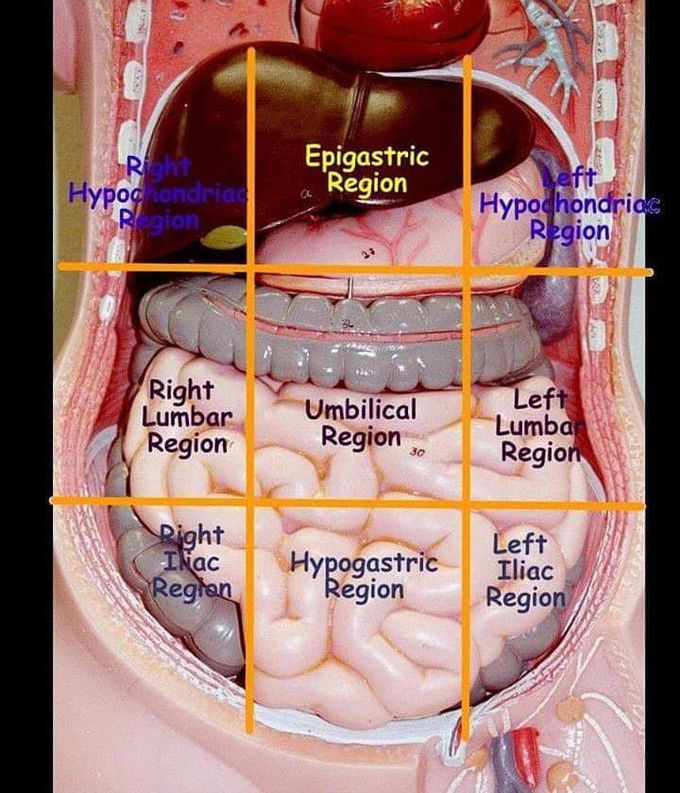 regions of abdomen