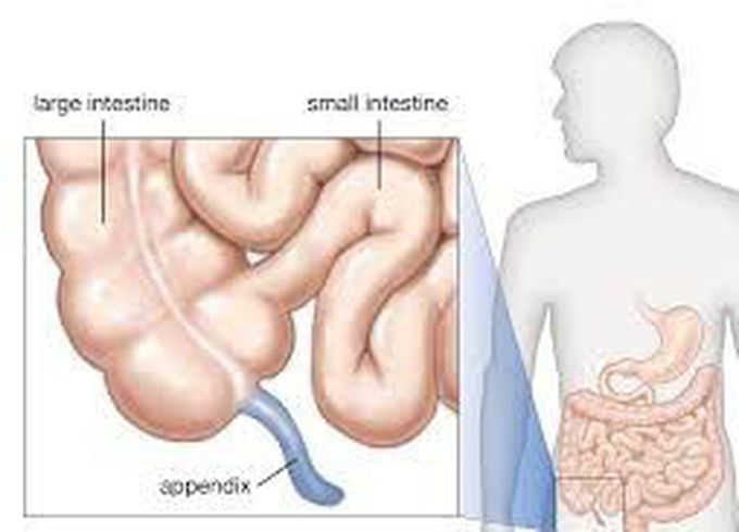 Appendix anatomy
