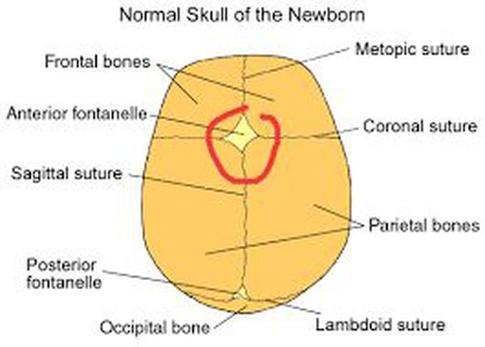 Anterior fontanelle