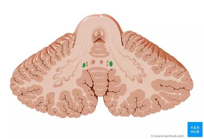 A patient presents to you in your clinic with neurological pathology. How do you know if the cerebellum is involved or not?
