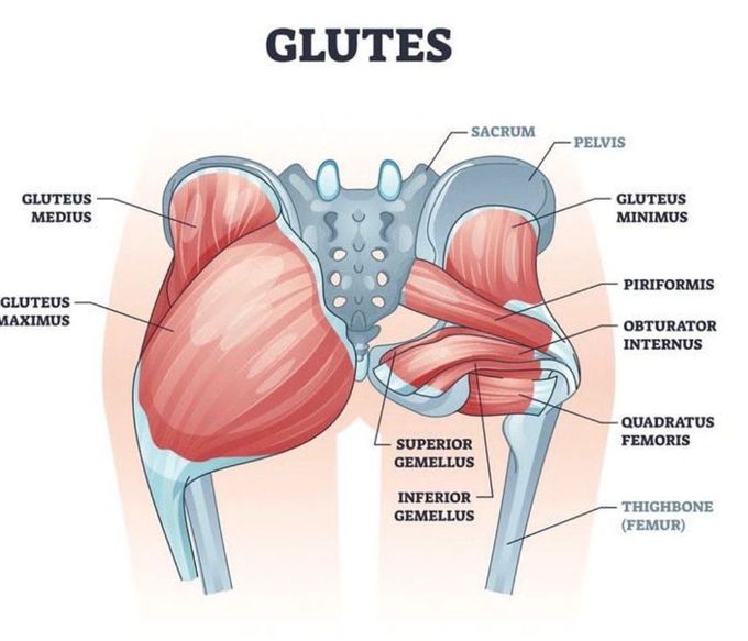 Glutes