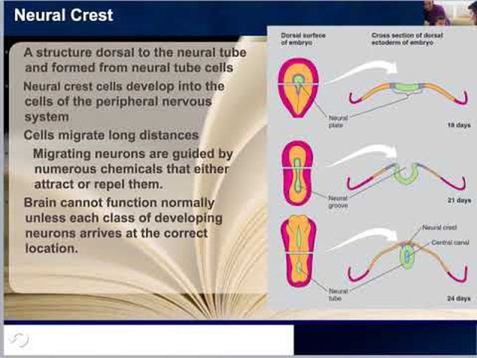 Neuronal Proliferation, Migration, and Aggregation