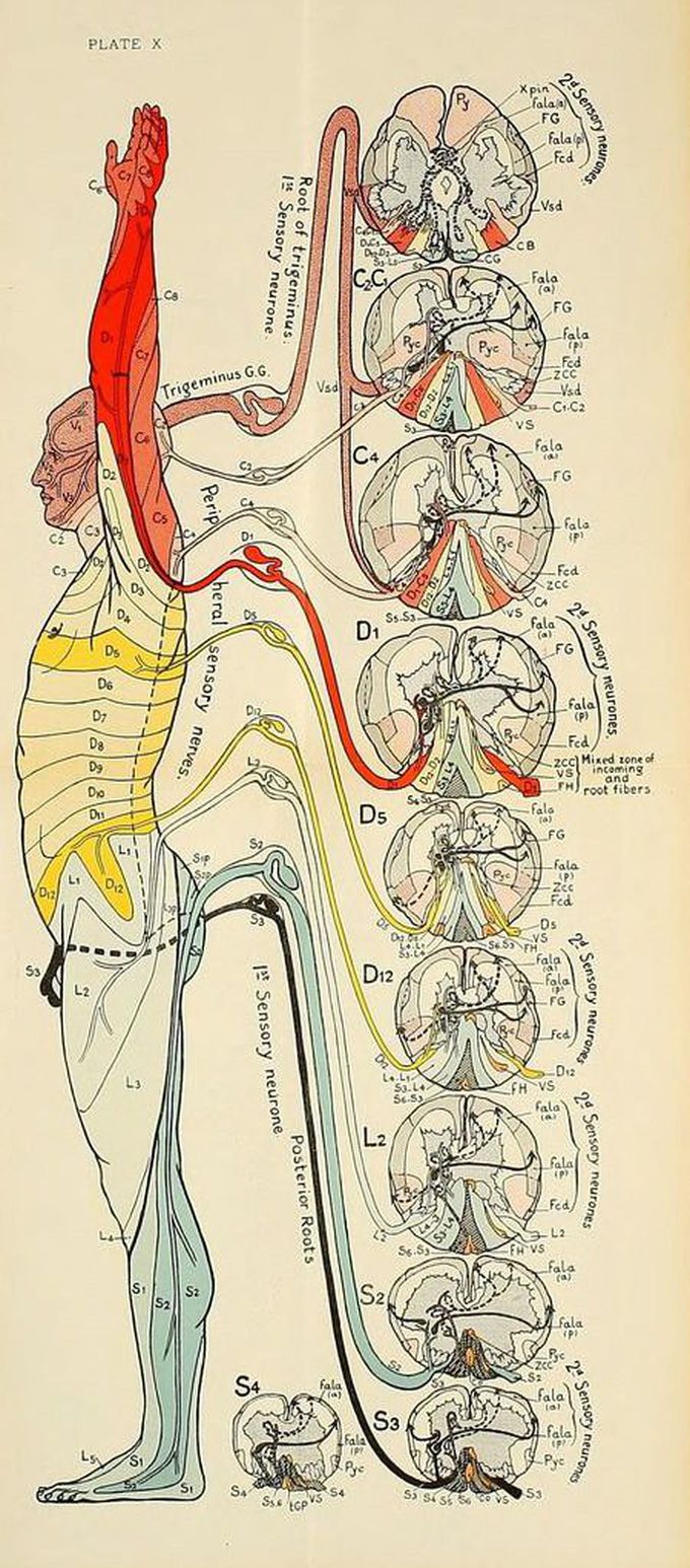 Human nerves and their innervation