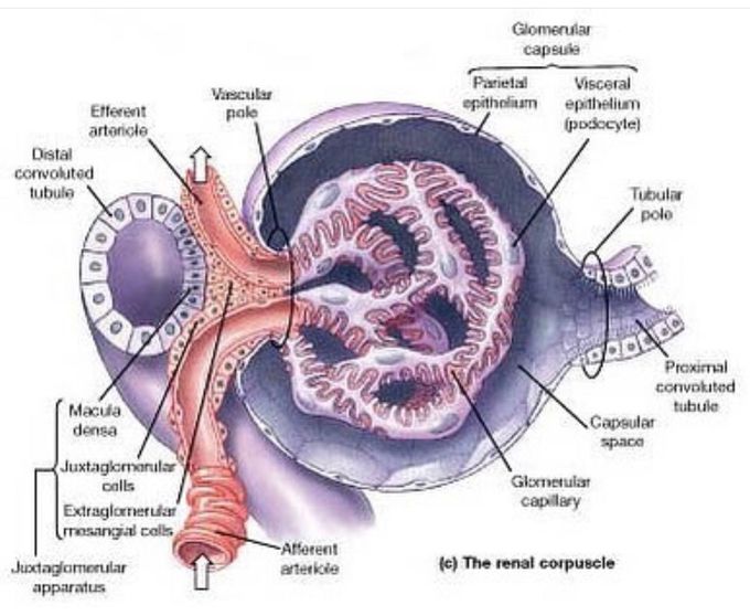 Glomerulus - MEDizzy