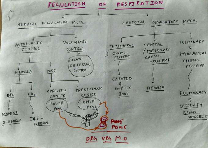 Regulation of respiration