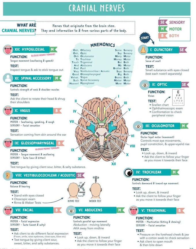 Cranial Nerves