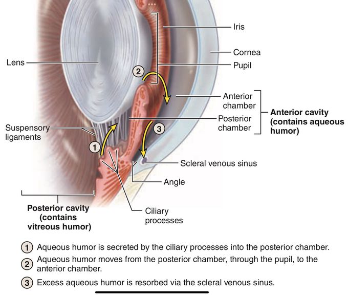 Aqueous Humor Formation