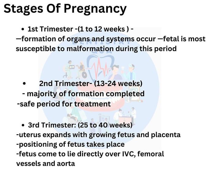 Stages of Pregnancy