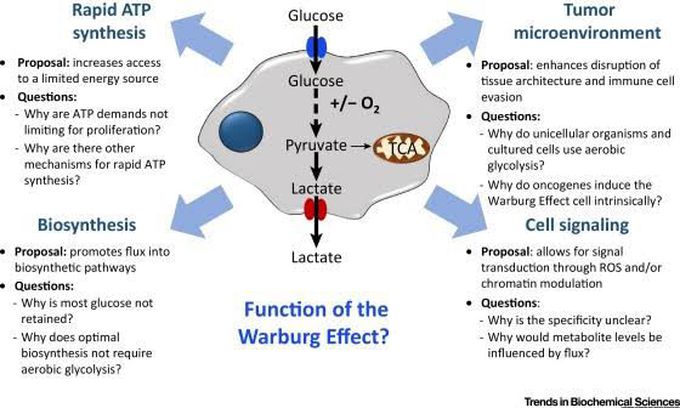 Function of Warburg Effect