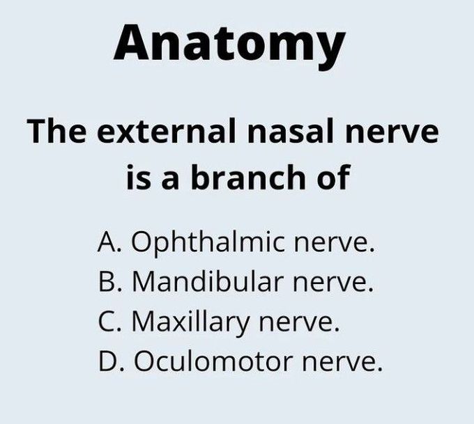 Nasal nerve