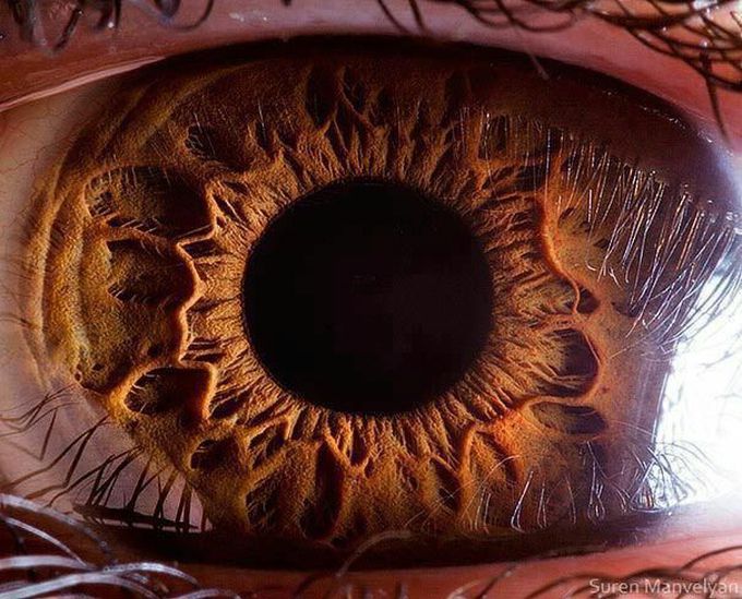 A closer look at the human eye