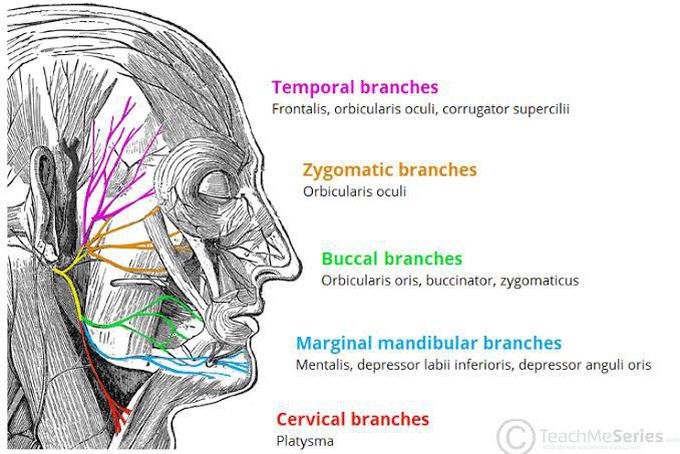 Branches of the Mandibular Nerve - MEDizzy