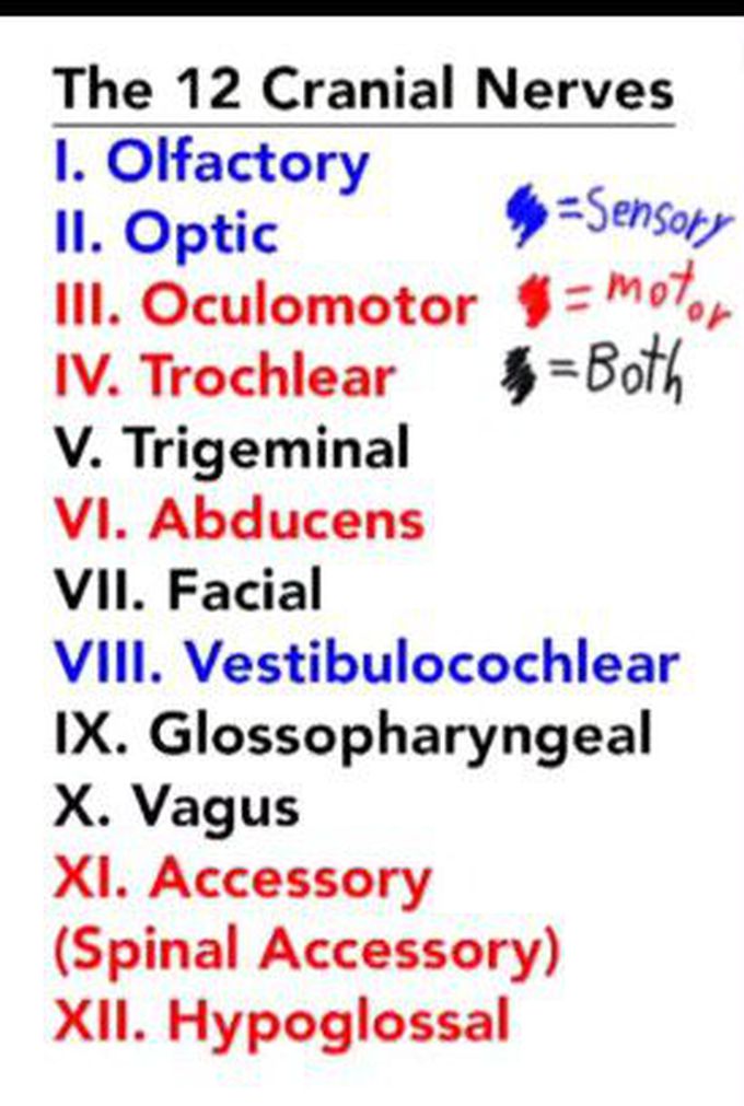 Cranial nerves....