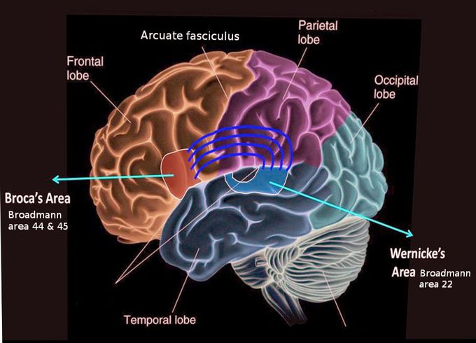 Broca’s area, located in the left hemisphere, is associated with speech production and articulation. Our ability to articulate ideas, as well as use words accurately in spoken and written language, has been attributed to this crucial area.
Wernicke’s area is a critical language area in the posterior superior temporal lobe connects to Broca’s area via a neural pathway. Wernicke’s area is primarily involved in the comprehension. Historically, this area has been associated with language processing, whether it is written or spoken.