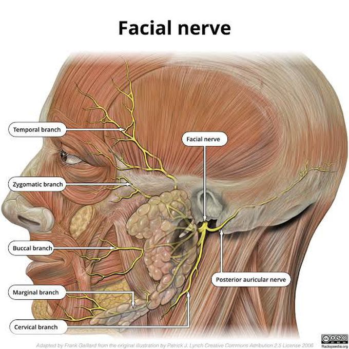 Facial nerve branches