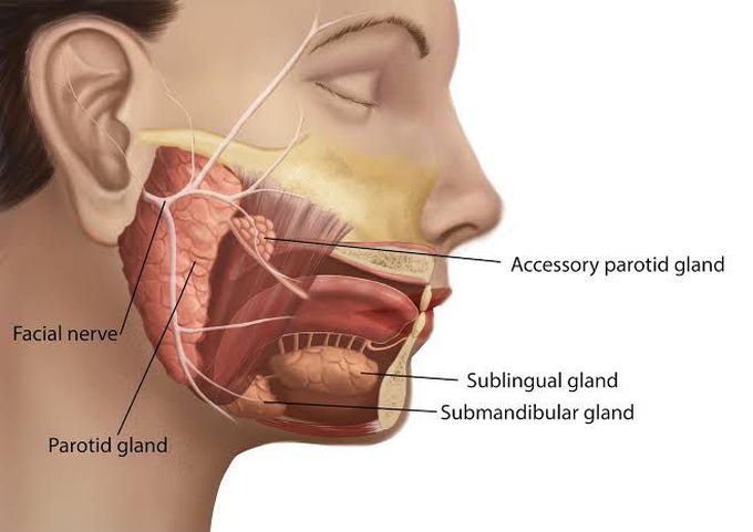 Parotid gland