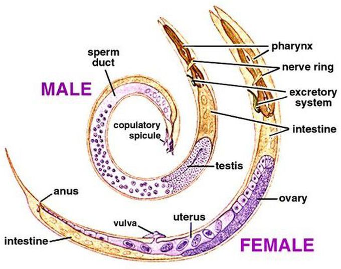 Guess this parasite