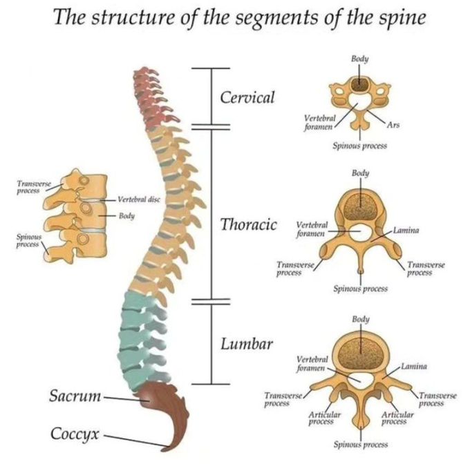 The Spine