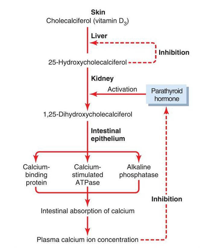 Vitamin D