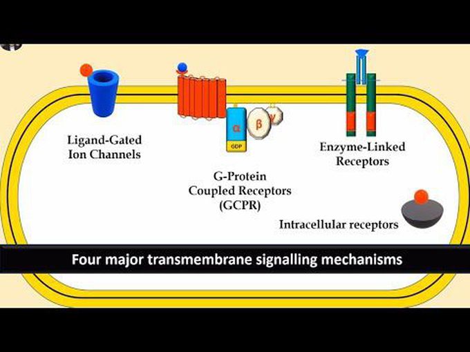 Major transmembrane signalling system