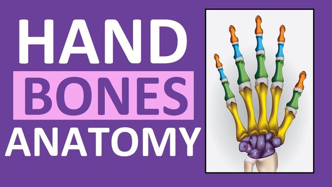 Bones of the Hand and Wrist
